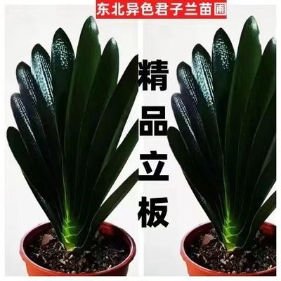 东北高档君子兰立板油匠技师胜利宽叶短叶圆头和尚室内国兰花卉绿