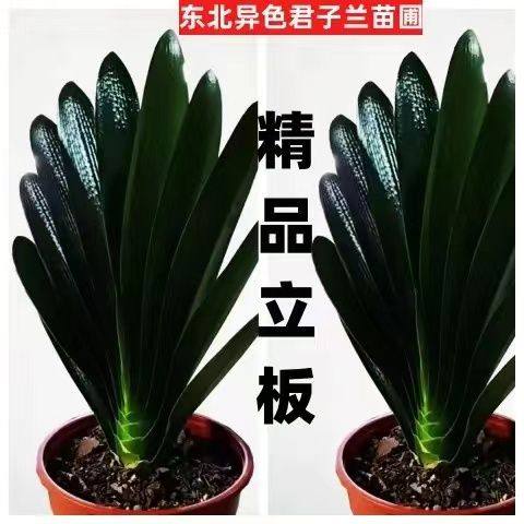 东北高档君子兰立板油匠技师胜利宽叶短叶圆头和尚室内国兰花卉绿