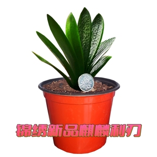 长春名贵君子兰盆栽精品麒麟利刃麻脸油匠立板短叶吸甲醛宽叶小苗