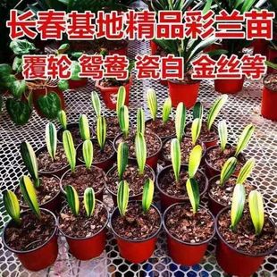 君子兰彩兰长春鸳鸯覆伦金丝元宝室内盆栽吸甲醛净化空气