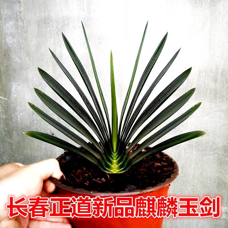 长春正道除甲醛精品君子兰 麒麟玉剑立板麻脸技师油匠 绿植盆栽苗