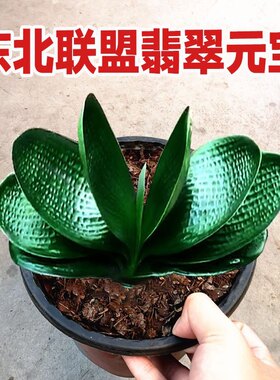 长春新款精品君子兰 翡翠元宝圆头和尚 珍珠王麻脸油匠苗盆栽花卉