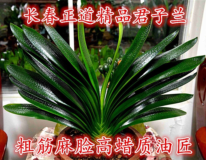 长春新款正版君子兰 精品高蜡质麻脸油匠 粗筋坑纹技师小苗宽短叶
