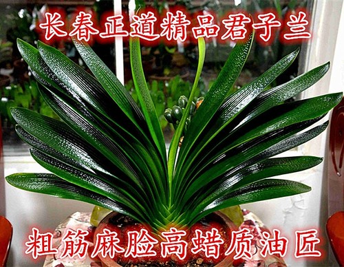 长春新款正版君子兰 精品高蜡质麻脸油匠 粗筋坑纹技师小苗宽短叶