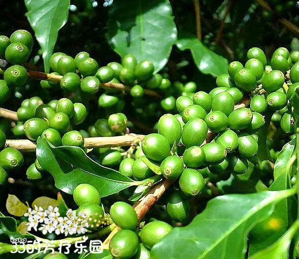 压榨绿咖啡籽油   抗YANG化 稀释后做眼油 5ML*FNWL在类目 美容护肤/美体/精油, 精油芳疗, 基底精油中 - 来自Buy2taobao.com提供专业的淘宝代购服务