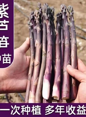 芦笋苗根紫色芦笋根苗四季种植蔬菜种苗阳台盆栽多年生绿色芦笋根