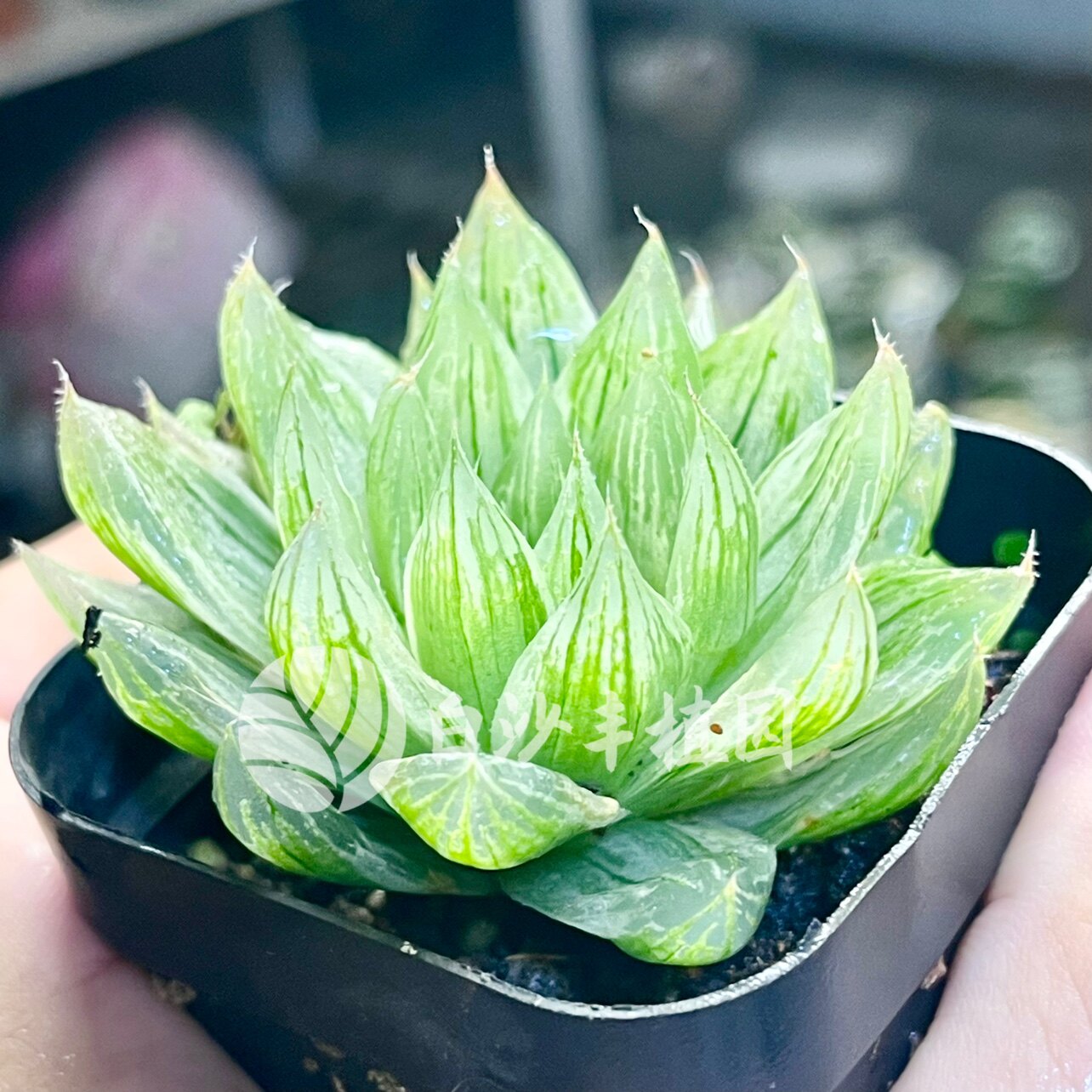 玉女杯玉露包邮仙女杯锦多肉植物盆栽易养办公桌阳台绿植趣味礼物