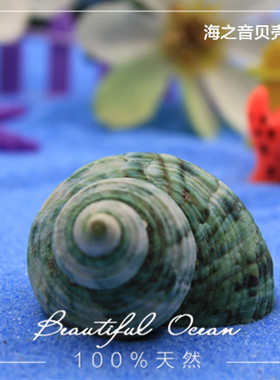 绿螺 寄居蟹替换壳 鱼缸水族箱装饰 儿童玩具贝壳海螺手工材料