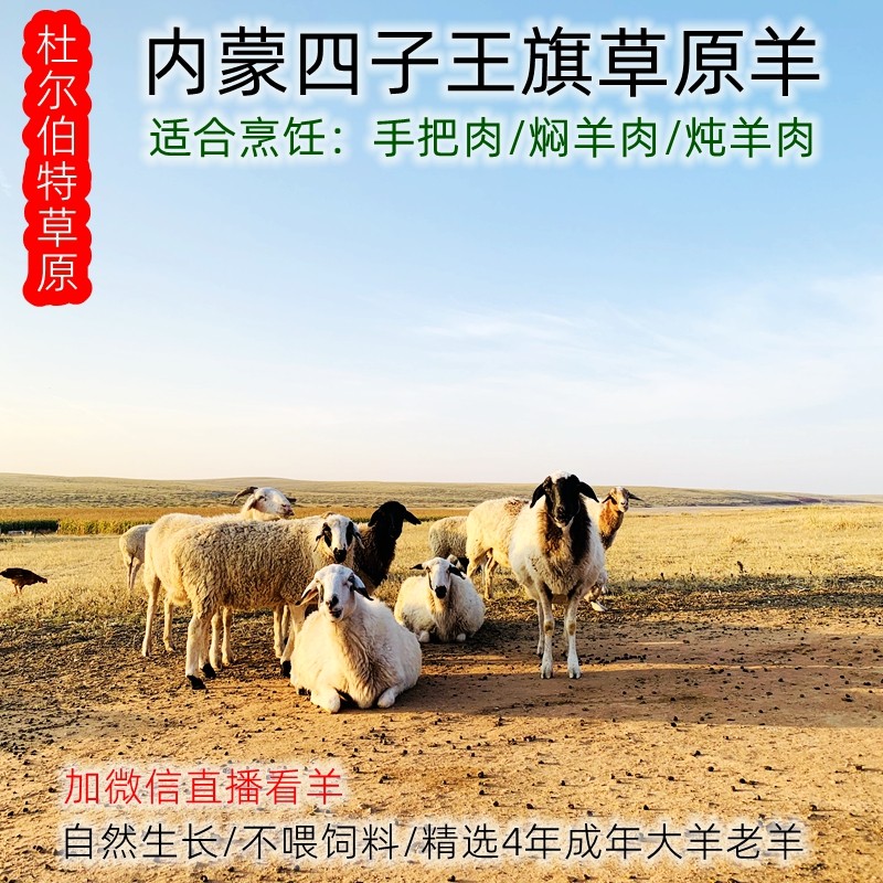 内蒙四子王旗草原羊肉4年成年老生羊肉