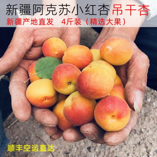 新疆阿克苏头茬小红杏新鲜水果吊干杏鲜杏当季小白杏吊干杏子顺丰