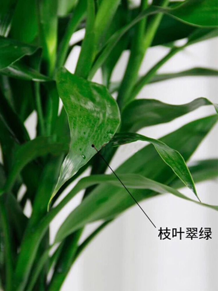 大号粗杆富贵竹带根植物水养室内客厅节节高绿植室内盆栽水培包邮