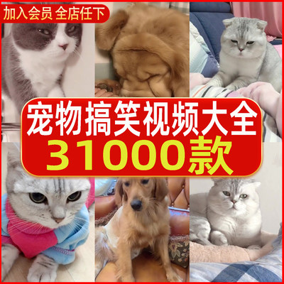 搞笑抖音短视频猫咪宠物视频国外萌宠动物小猫小狗狗剪辑设计素材