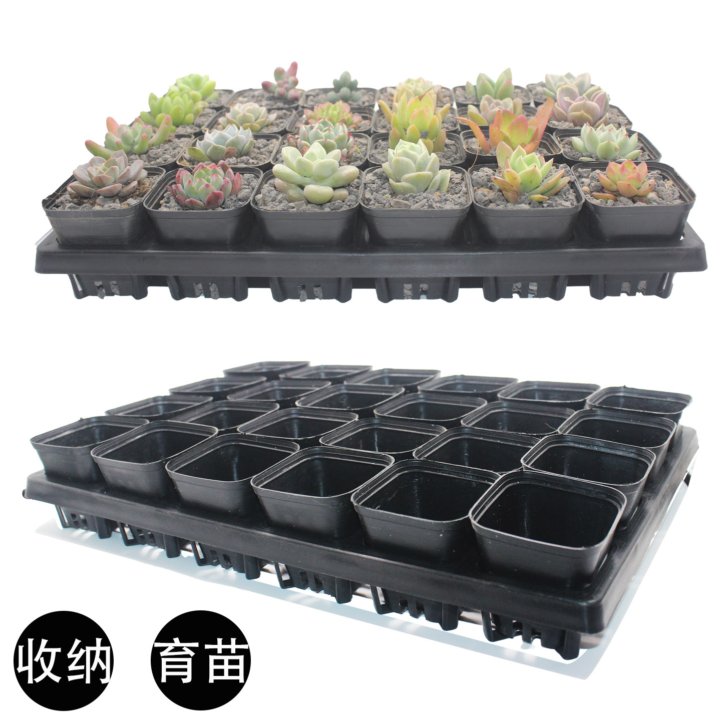 塑料黑色托架简易多肉植物叶插盆