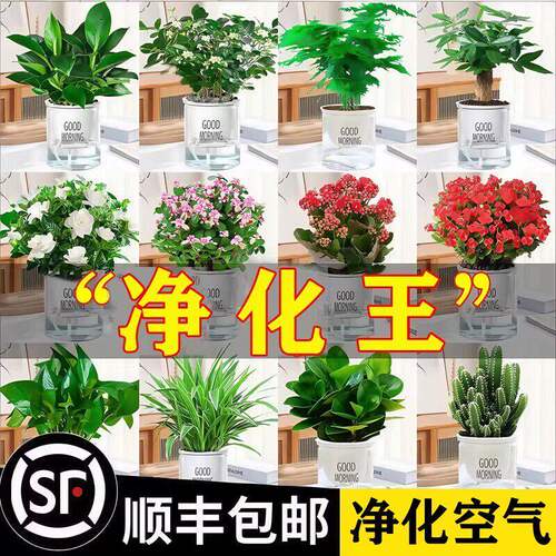 发财树绿萝金钻花卉盆栽小绿植