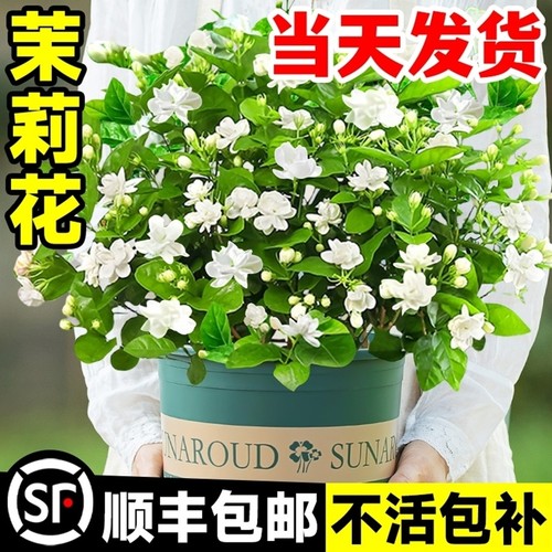 茉莉花盆栽带花苞花苗四季鲜花老桩驱蚊室内水培绿植花卉好养易活