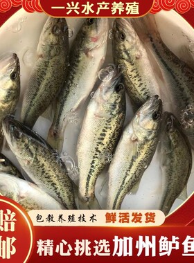 优质鲈鱼苗 加州鲈鱼大规格 路亚苗 大口黑鲈冷水包活包邮淡水
