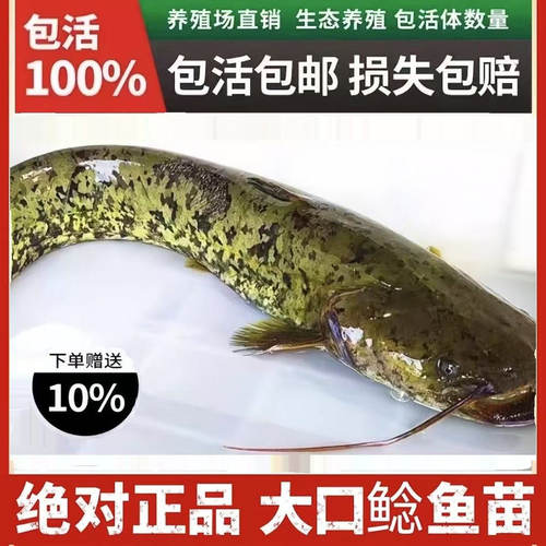 南方大口鲶杂交胡子鲶包邮鱼苗
