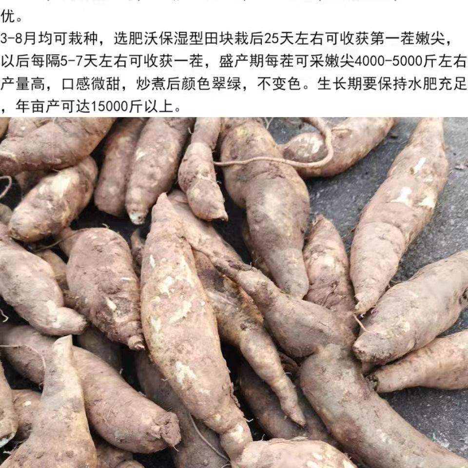现挖福薯18号叶用型种薯专吃叶子地瓜种子红薯种红苕种育苗专用