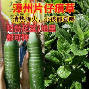 【现货】新鲜片仔癀草现摘可食用苗花草本配甘蔗汁白凤菜基地直发