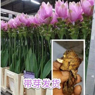 5颗带叶发货姜荷花种球姜荷花当年开花多色荷兰盆栽观花植物花卉