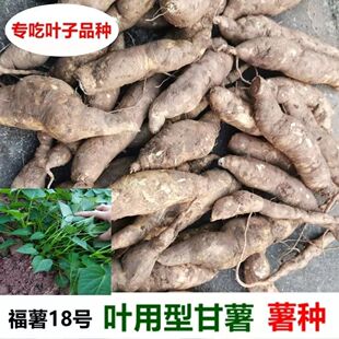 现挖福薯18号叶用型种薯专吃叶子地瓜种子红薯种红苕种育苗专用