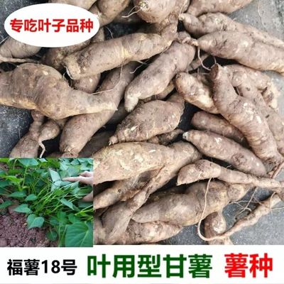 现挖福薯18号叶用型种薯专吃叶子地瓜种子红薯种红苕种育苗专用