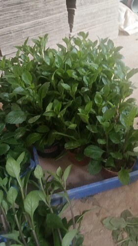 漳州片仔癀草养生植物盆栽榨汁炖汤多年生泡茶饮品可食用绿植