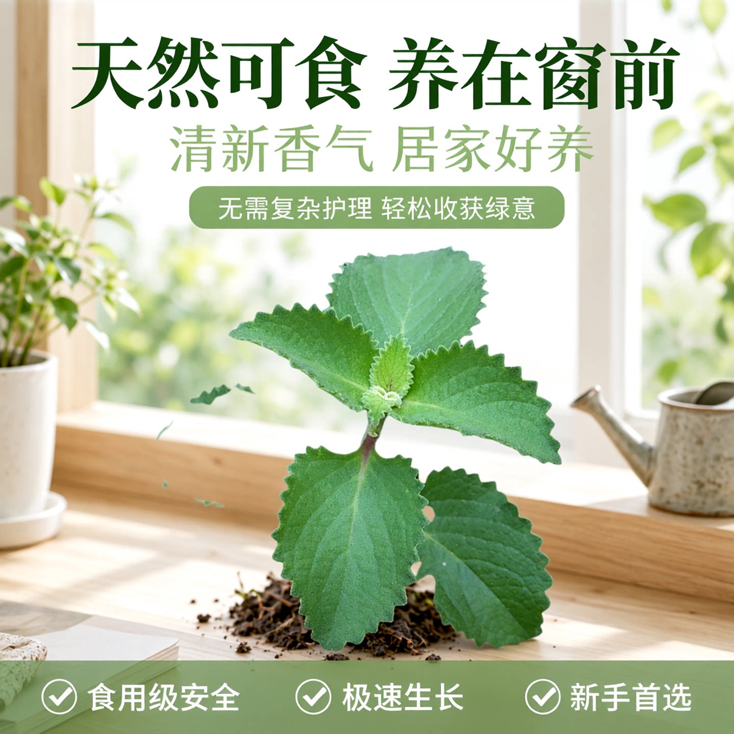 左手香苗绿植到时香苗还魂草 太子香苗 排香草苗植物可食用好养活