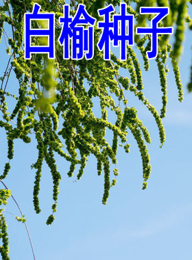 榆树种子籽墙的白钱金叶榔ab