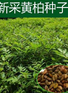 药材黄柏种子檗圆木菠萝籽川