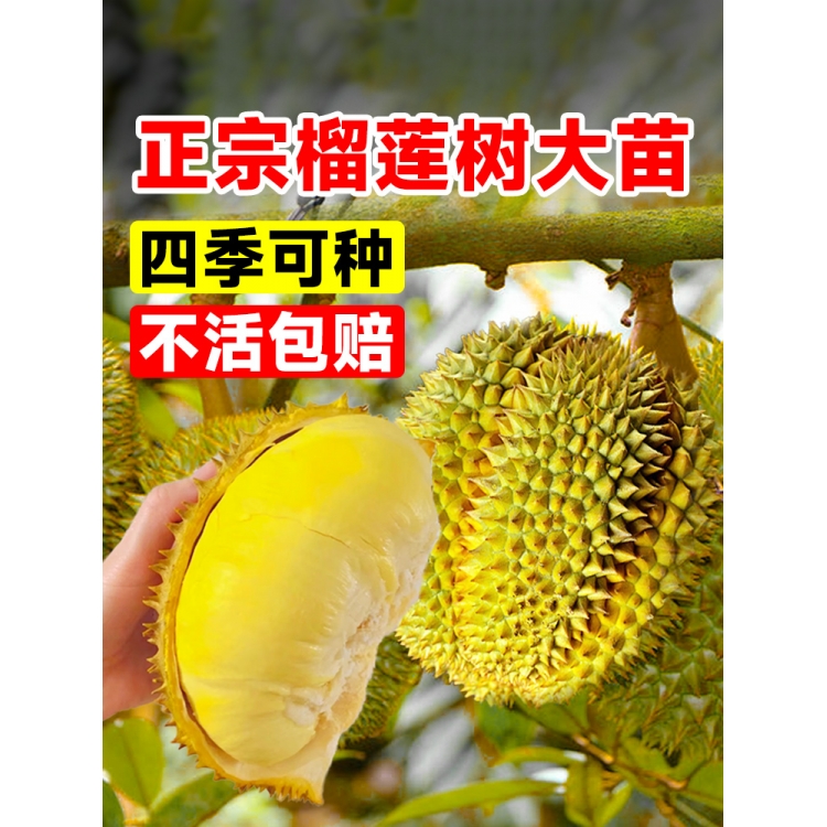 金枕榴莲树果苗南北方四季种