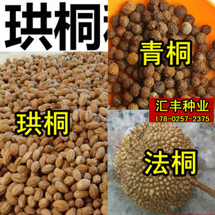 珙桐种子 鸽子树种 青皮梧桐 法 泡 青桐树种 海 油桐