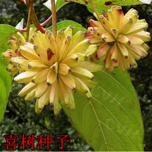 绿化苗木种子 喜树种子 别名：旱莲 水栗 水桐树 旱莲子种子