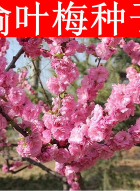 新采榆叶梅种子大红花重瓣树