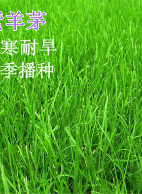 紫羊茅草籽坪种子护坡绿化专