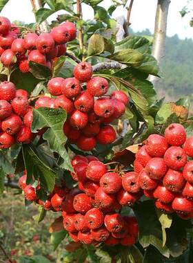 林木种子花卉果树山楂养胃a