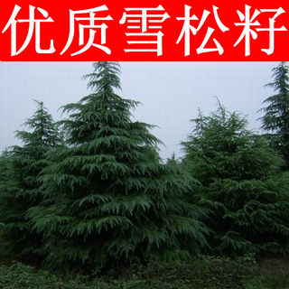 喜马拉雅山雪松树种子 印度雪松种子 南京雪松树种子 速生雪松籽