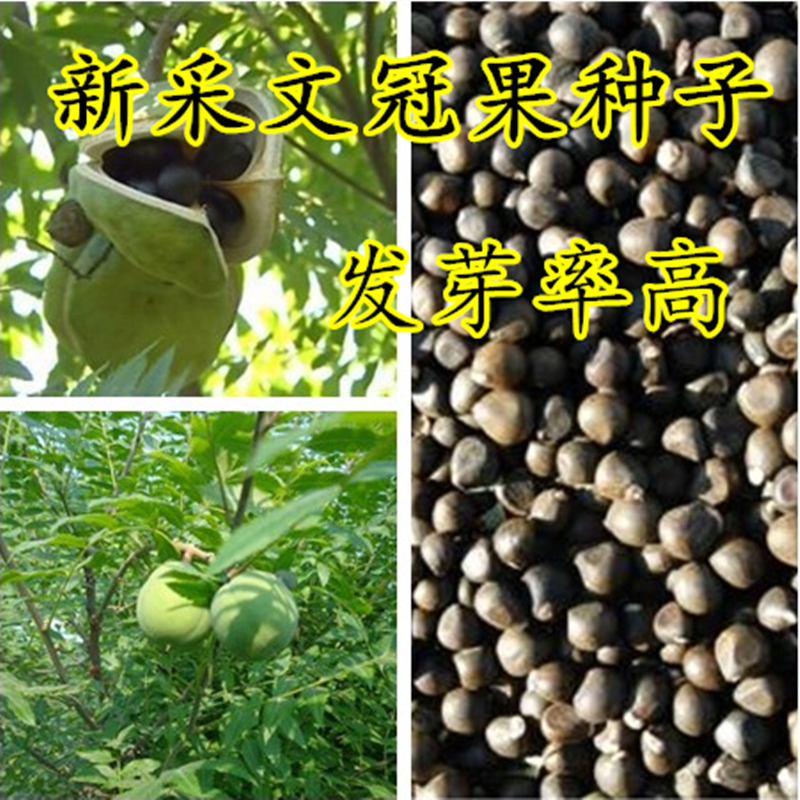 新采文冠果种子木官土瓜温旦