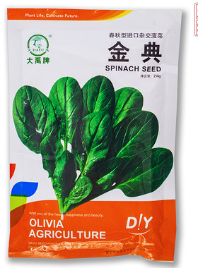 进口菠菜品种金典春秋四季播