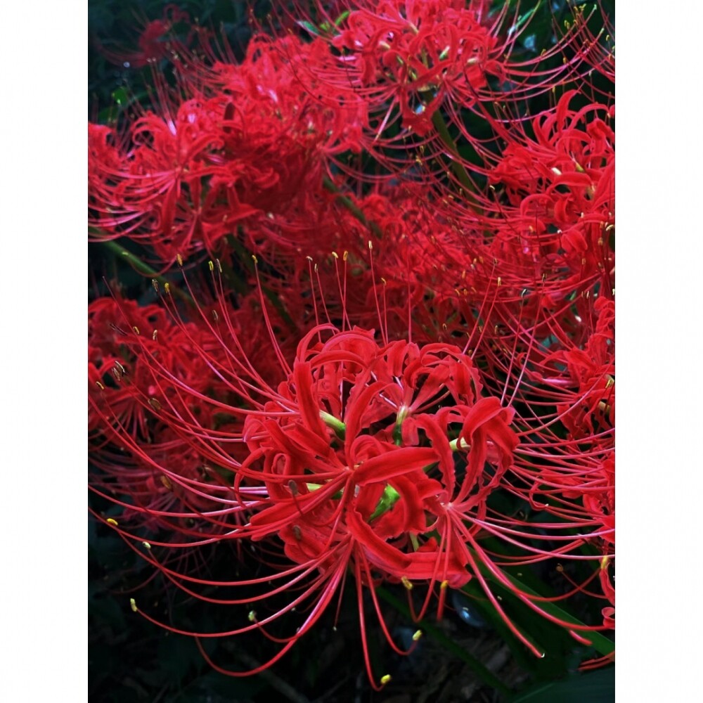 彼岸花种球类卉曼珠沙华子红图片