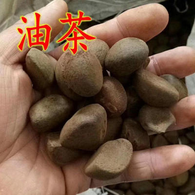 红花大果油茶籽白树种高产软