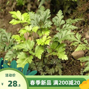 新采摘中药材川黄连种子 黄莲种籽 鸡爪黄连种子 黄连苗子包邮