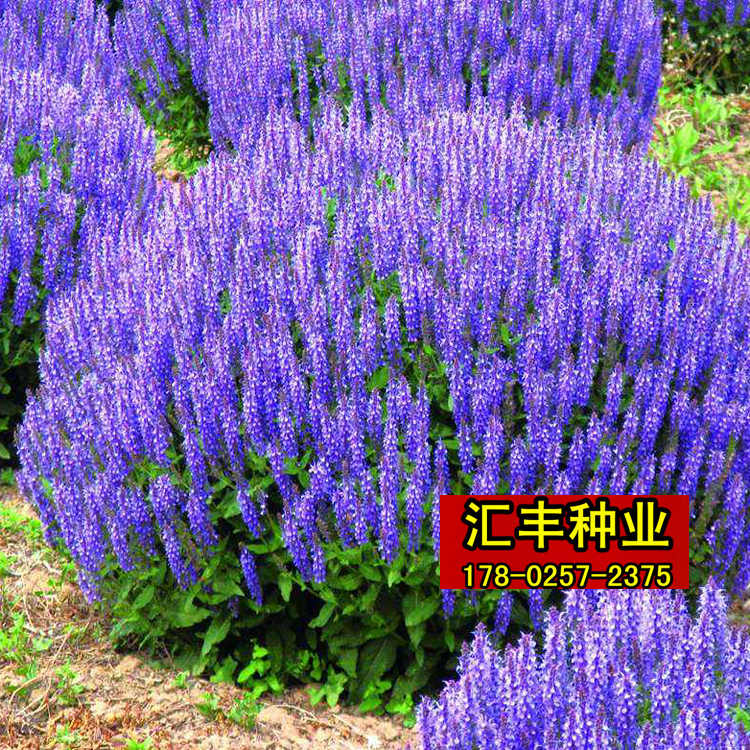 种子花卉蓝鼠尾草形似熏衣景