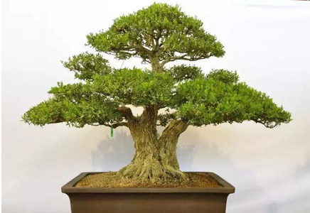 黄杨盆景小叶瓜子黄杨雀舌老桩造型罗汉松别墅庭院盆栽植物树在类目 鲜花速递/花卉仿真/绿植园艺, 花卉/绿植盆栽（新）, 大型绿植/成品组合盆栽中 - 来自Buy2taobao.com提供专业的淘宝代购服务