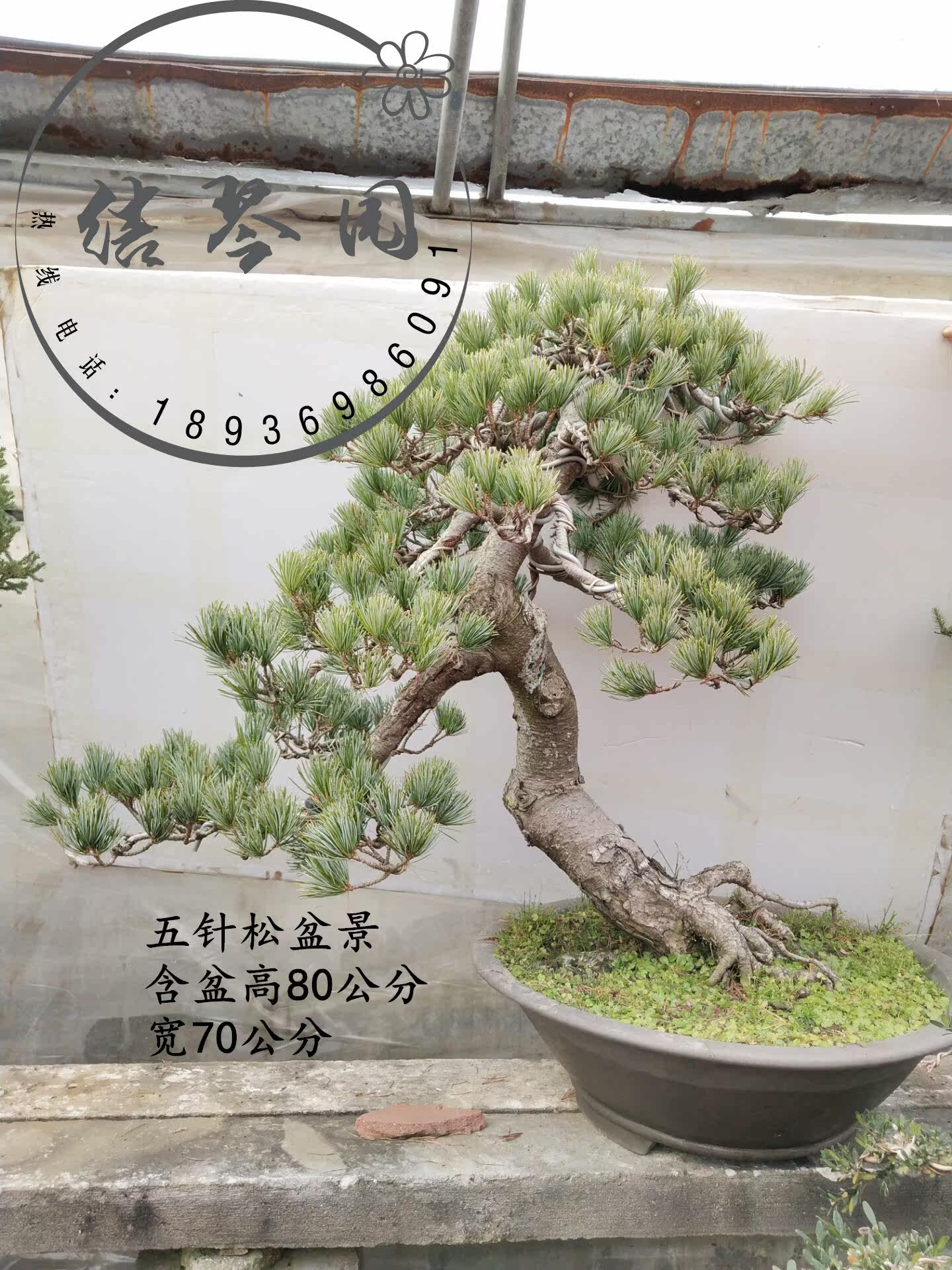 小中大型五针松阪松锦松黑松盆景济州真柏侧柏雀舌珍珠米叶罗汉松在类目 鲜花速递/花卉仿真/绿植园艺, 花卉/绿植盆栽（新）, 大型绿植/成品组合盆栽中 - 来自Buy2taobao.com提供专业的淘宝代购服务