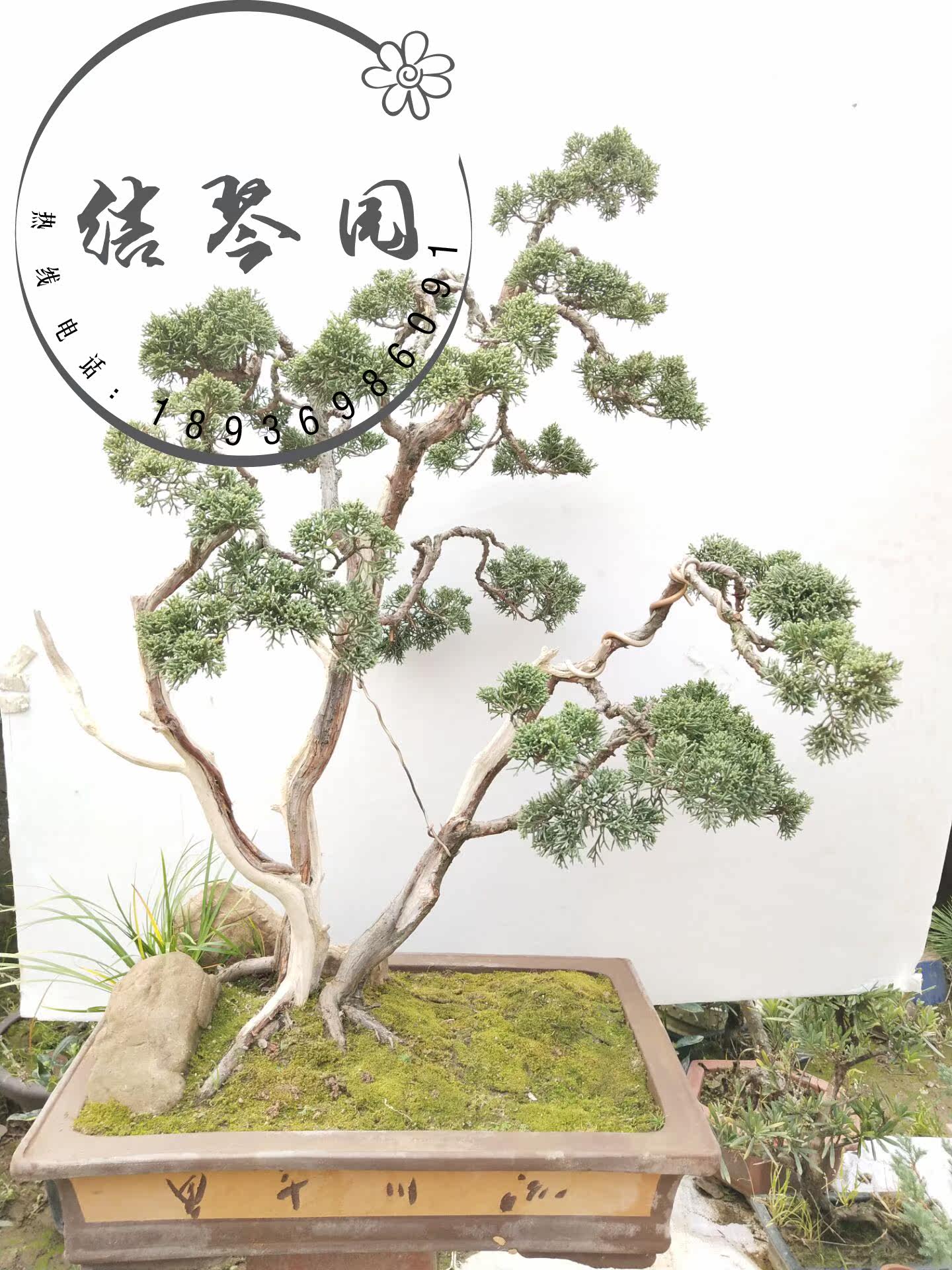 丛林真柏盆景古桩 济州真柏造型盆景树桩系渔川真柏 台湾盆景包邮在类目 鲜花速递/花卉仿真/绿植园艺, 花卉/绿植盆栽（新）, 大型绿植/成品组合盆栽中 - 来自Buy2taobao.com提供专业的淘宝代购服务