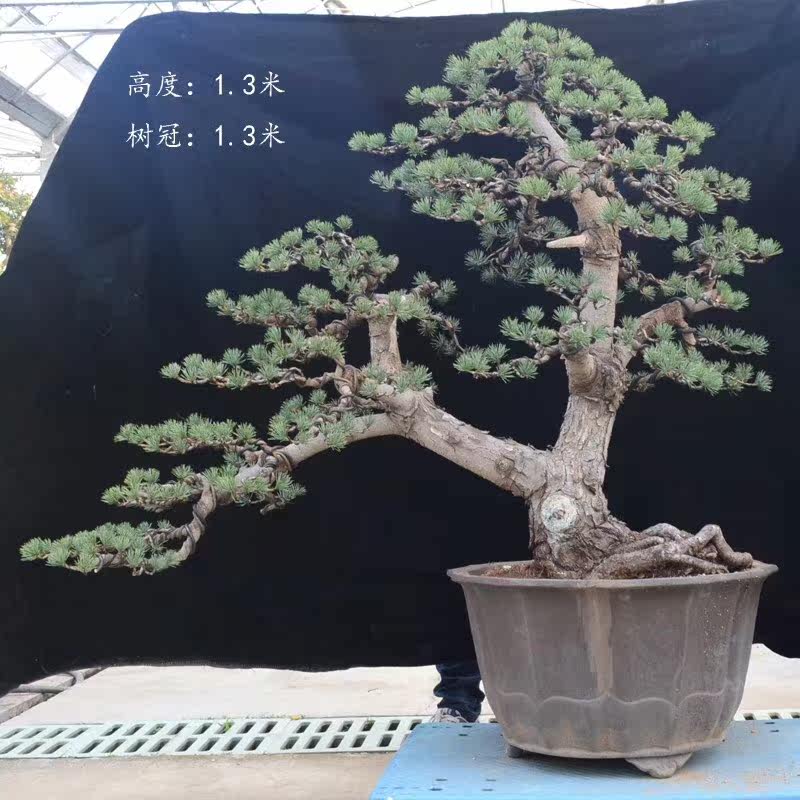 实拍五针松盆景大阪松小叶黄杨千年矮老桩老盆黑松矮霸造型新品在类目 鲜花速递/花卉仿真/绿植园艺, 花卉/绿植盆栽（新）, 大型绿植/成品组合盆栽中 - 来自Buy2taobao.com提供专业的淘宝代购服务