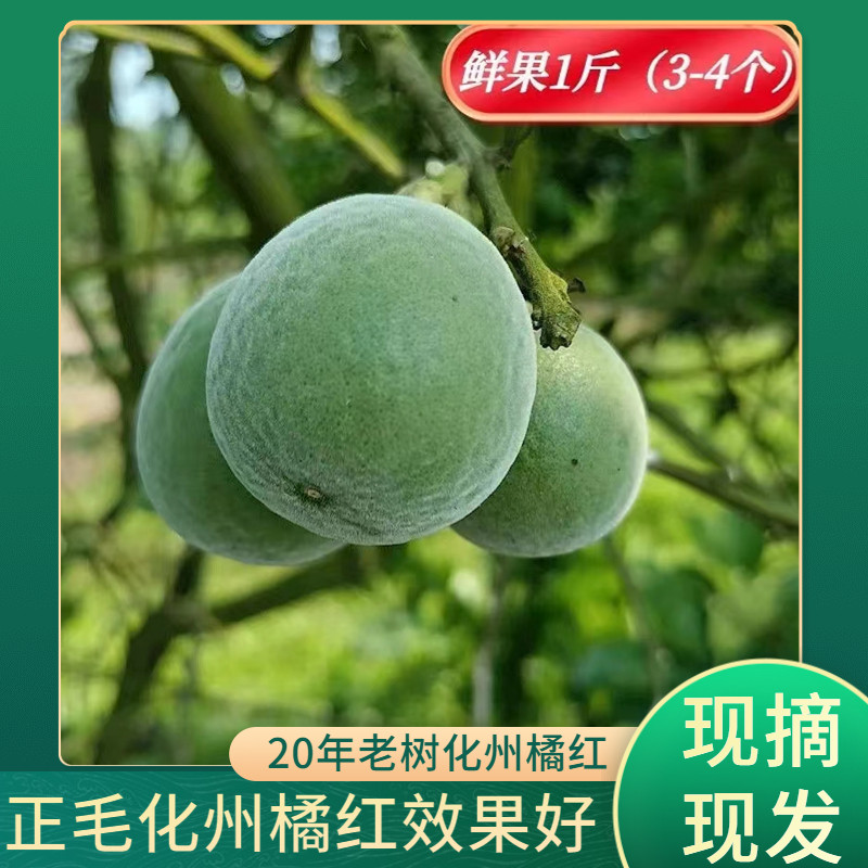 化州橘红现摘现发道地正品保真