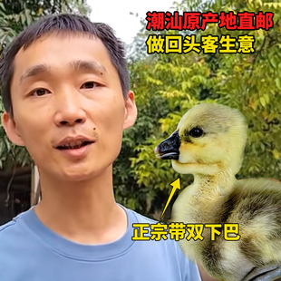 阿然狮头鹅潮汕正宗特大种高产肉鹅肉质好农产品幼崽原产地直邮