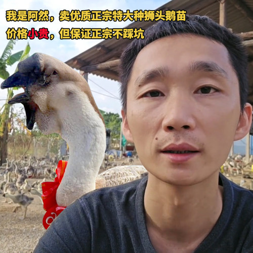 狮子头鹅价格小贵品种品质有保障
